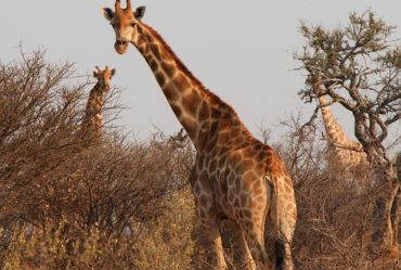 África